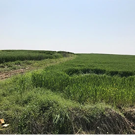 正阳牧原九场.jpg 正阳牧原九场.jpg